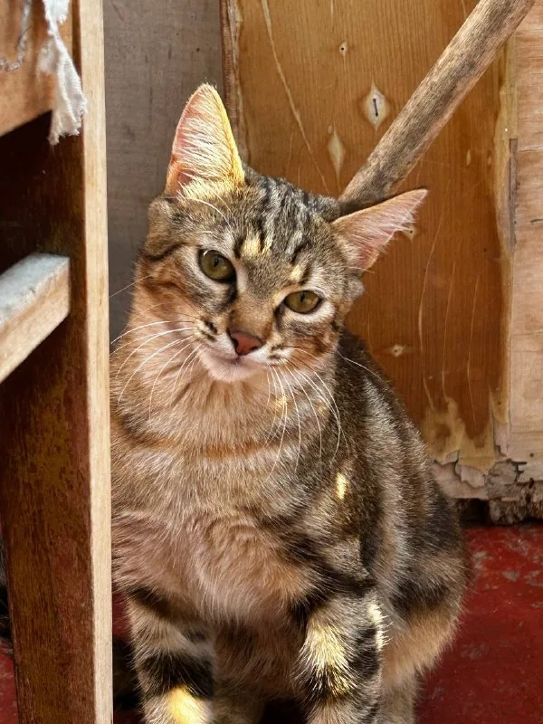 Кошка Хлоя 1