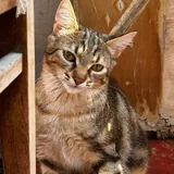 Кошка Хлоя 1