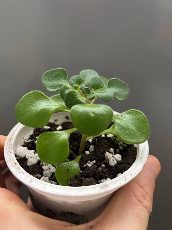 Комнатные растения суккуленты в горшках