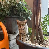 Котенок 2