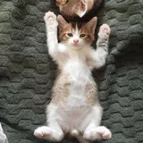 Котята 5