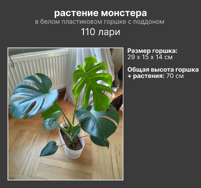 монстера, шеффлера, аспарагус в горшках