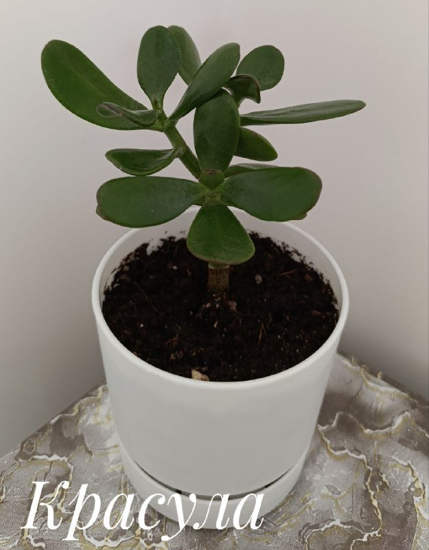 Суккуленты, Красула денежное дерево, Оксалис, Хлорофитум 6