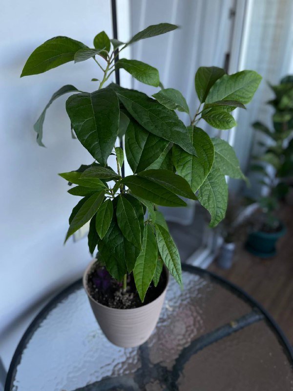 Бегония Бауэра, Авокадо 3 ростка 2