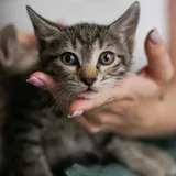 Котята 1