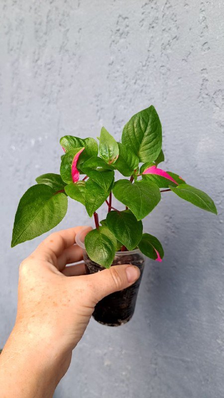 Гипоэстес розовый, Альтернатера, Традесканция Роза Триколор, Колеус Малифесента, Пилея Кадье, Традесканция Нанук, Альтернатера 2 черенка, Монстера Адансона 2 черенка 7