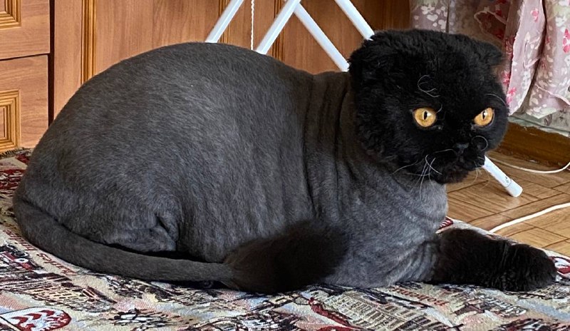 Вислоухие породистые котики брат и сестра 3