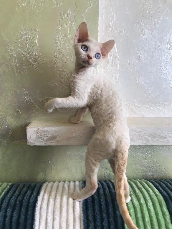 Котята Девон Рекс