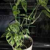 Комнатные растения 2