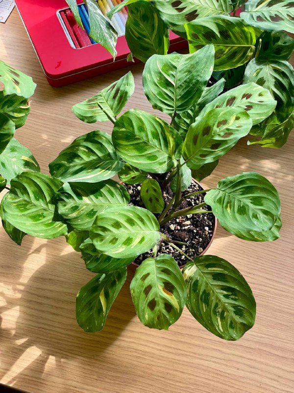 Три вариегатные маранта, домашние растения 2