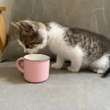 Котенок 5