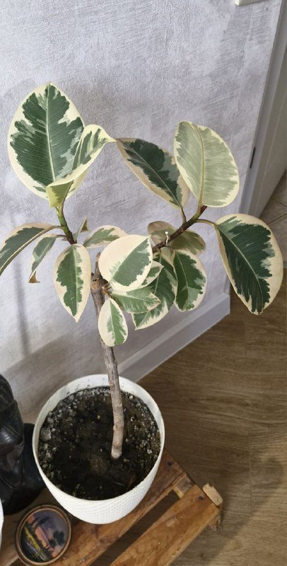 Кровать, тумба, наушники, статуэтка, фикус, спатифилум 6