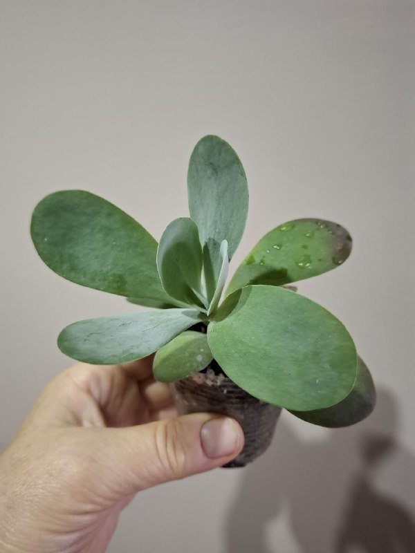 Монстера, рафидофора, хлорофитум, аспарагус, каланхоэ, суккулент, фикус, диффенбахия 8