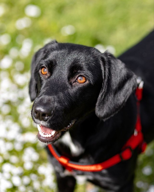 Собака Люся для доброй семьи