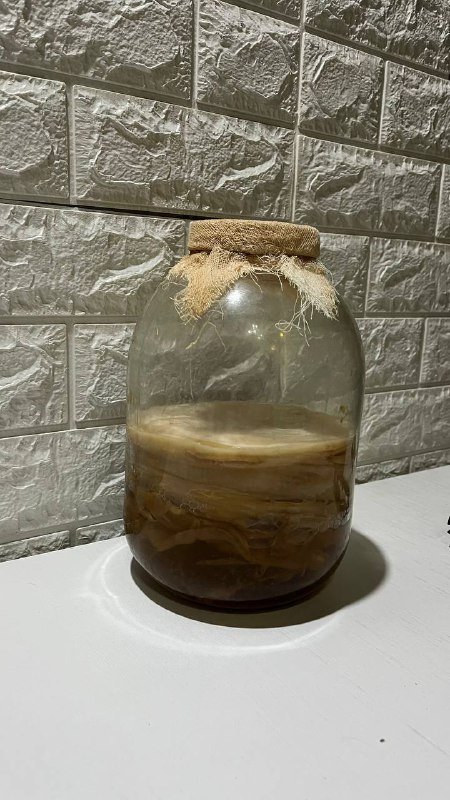 чайный гриб