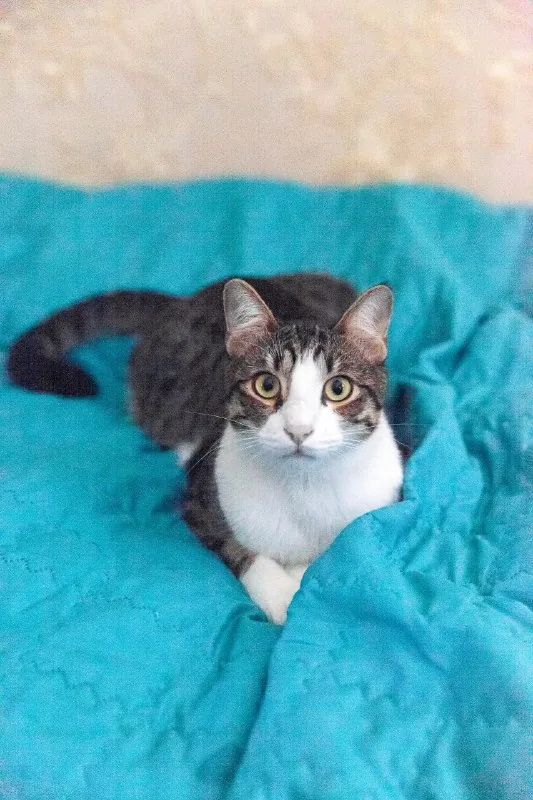 Коты Финдус и Ако ищут дом 1