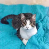 Коты Финдус и Ако ищут дом 1