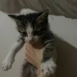 Котята 2