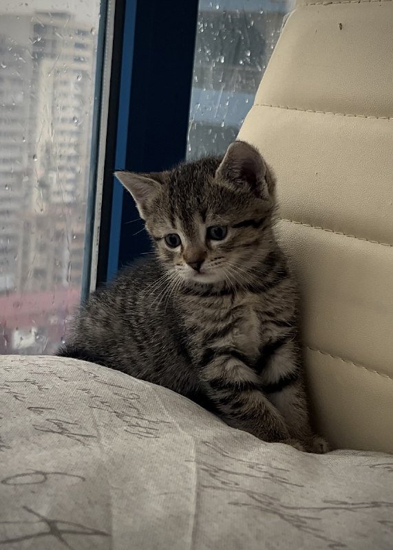 котята мальчик и девочка для ответственных родителей 4