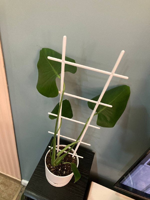 Монстеры большая и поменьше 6