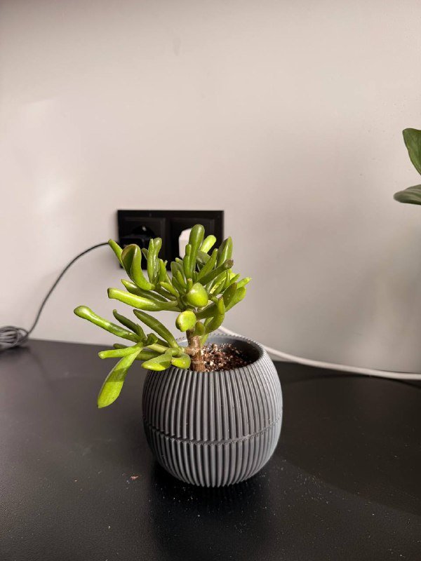 Денежное дерево, Пеперомия в горшках 2