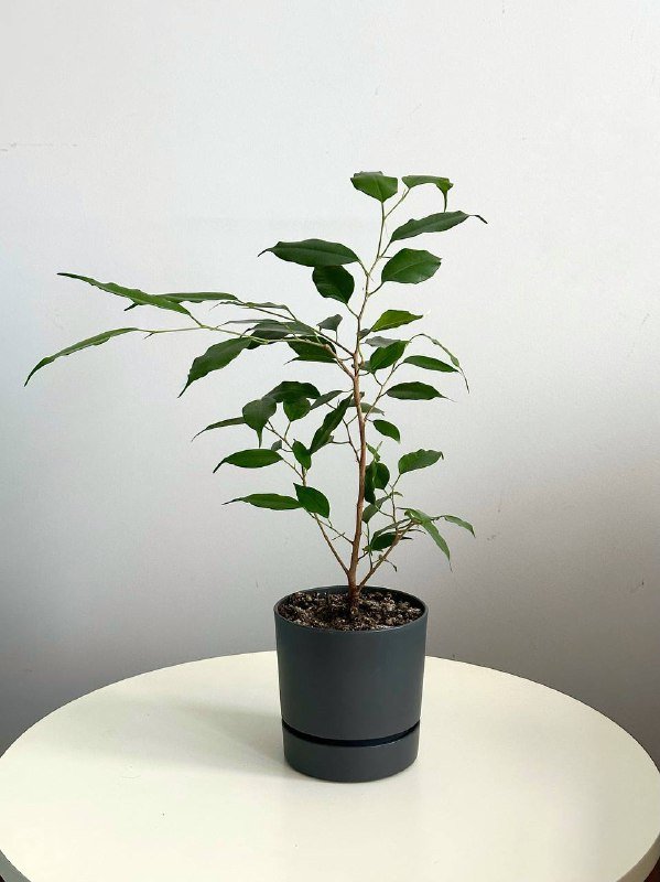 Фикус Бенджамина в горшке