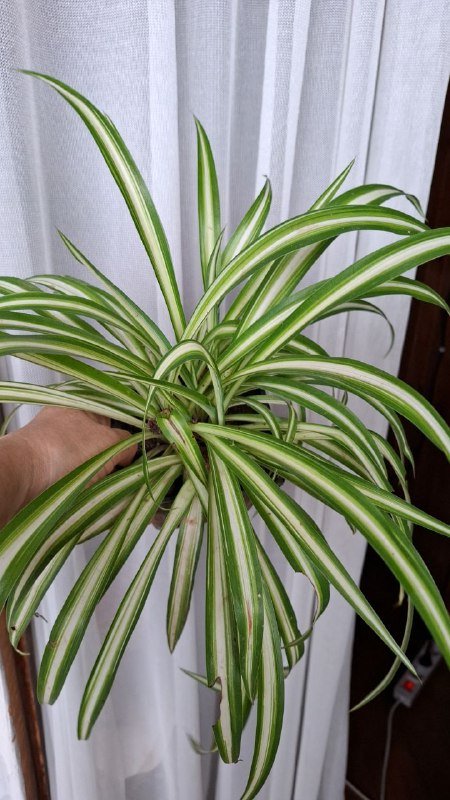 Строманты, Хлорофитум, Отросток монстеры, Молочай эуфорбия, Кампелия 8