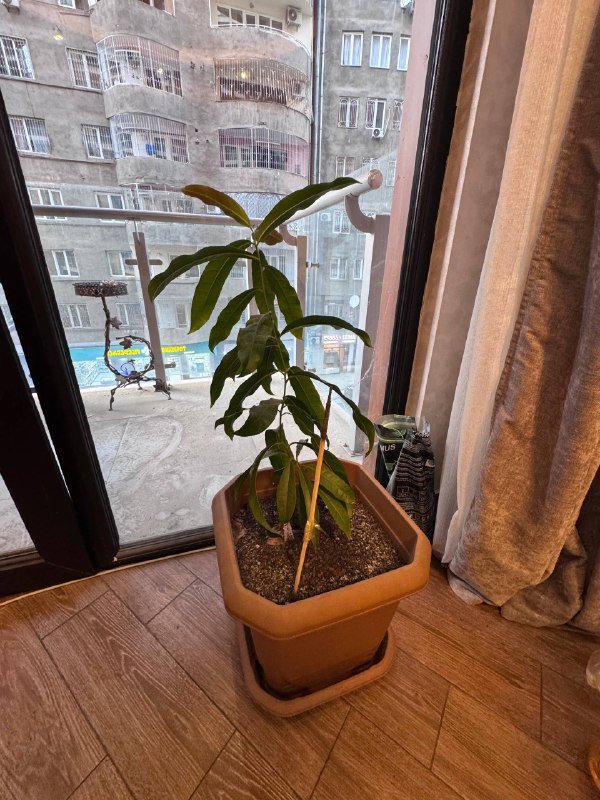 Растение Манго с горшком