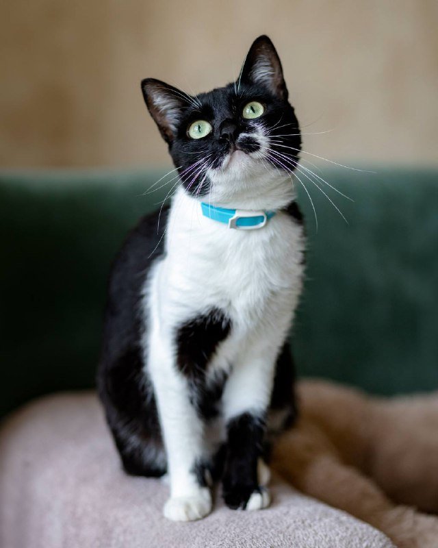 Кошка Лума 1,5 года в добрые руки 3