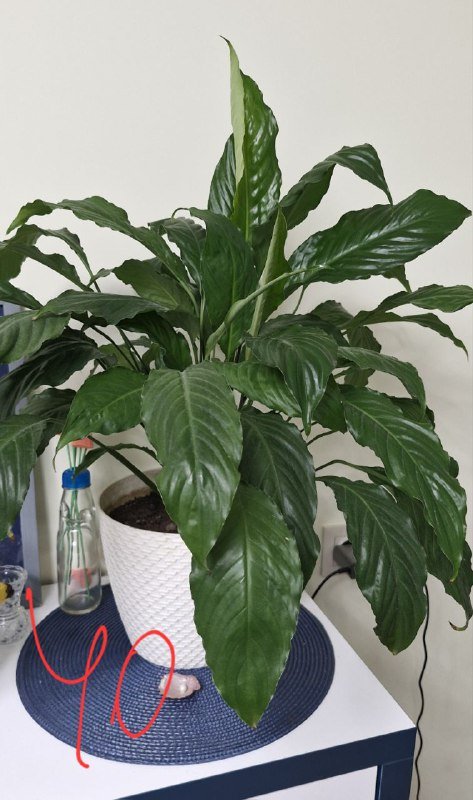 Кровать, тумба, наушники, статуэтка, фикус, спатифилум 8