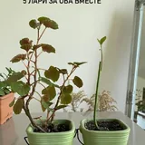 Кактус, фиалки, толстянка, традесканция, бегония, авокадо 3
