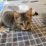 Котенок табби, девочка 4