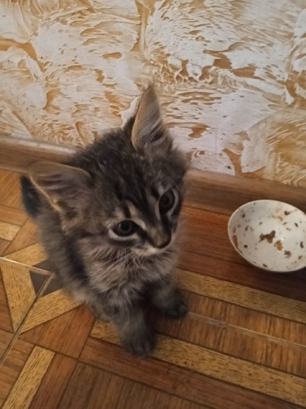 Трюковой самокат после покраски 6