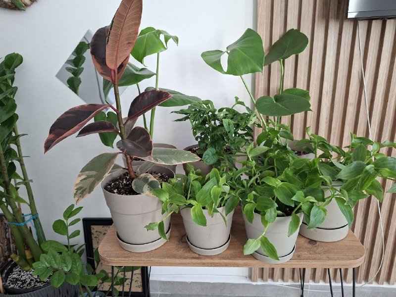 Домашние растения