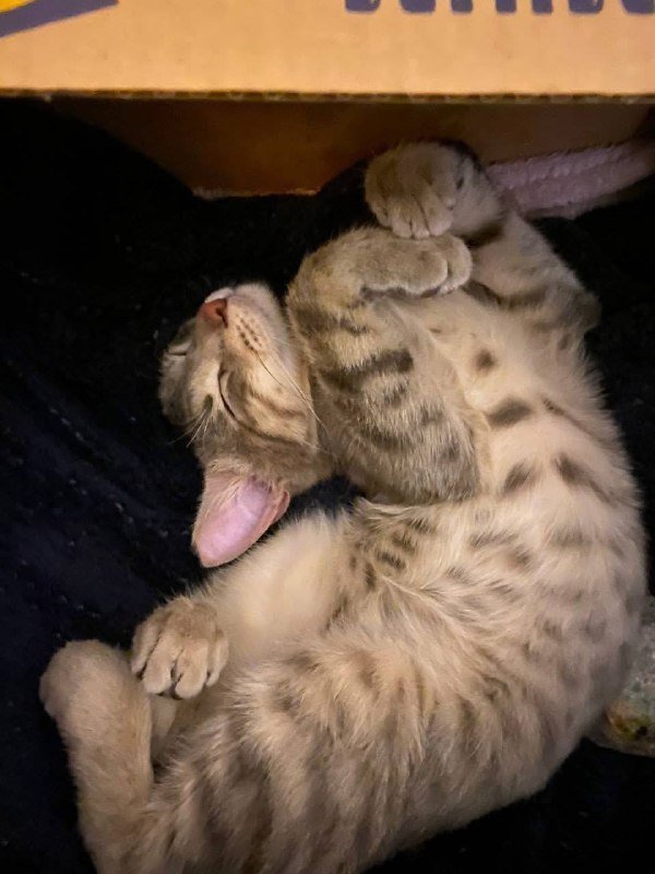 котенок бобтейл ищет дом 4