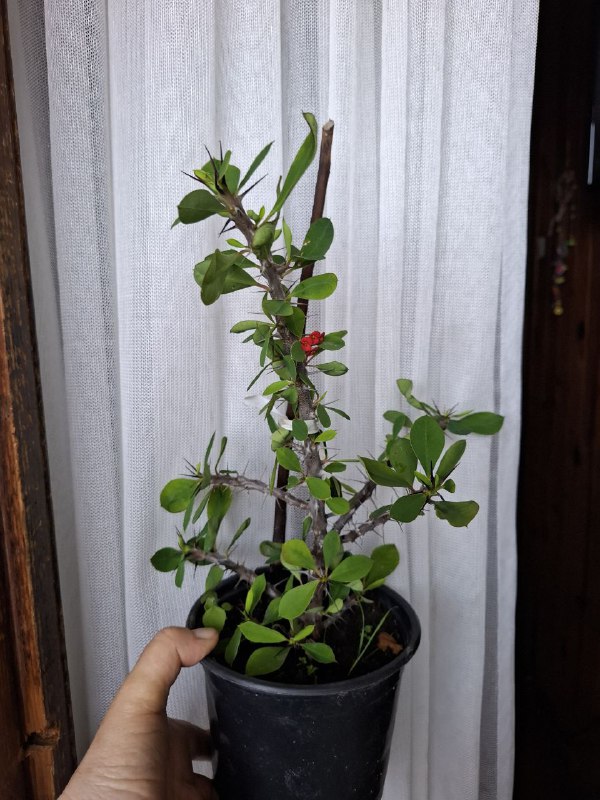 Рощовый сингониум, монстера, хлорофитумы, шеффлера, молочай, аспарагус 7