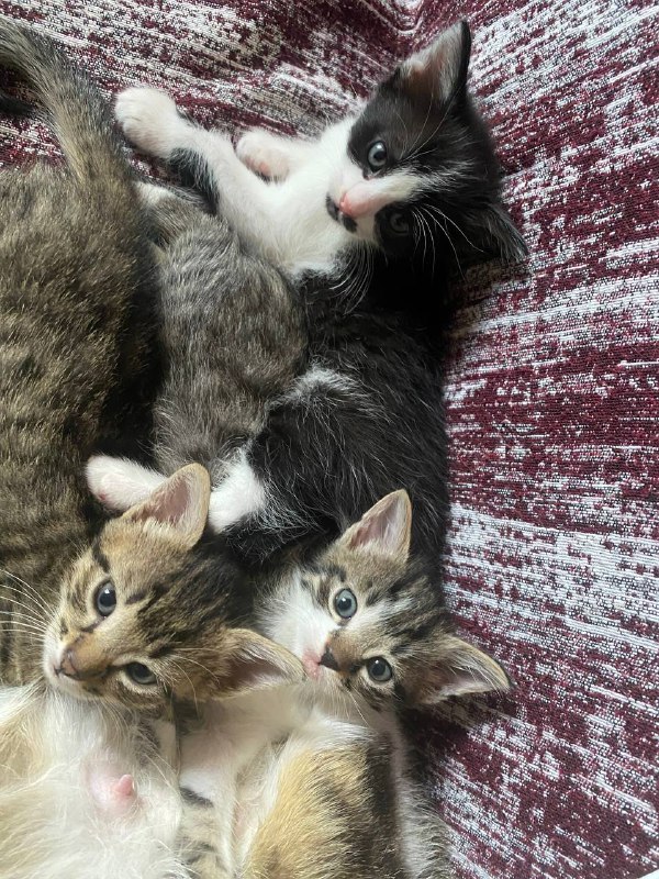 Котята отдадим в хорошие руки
