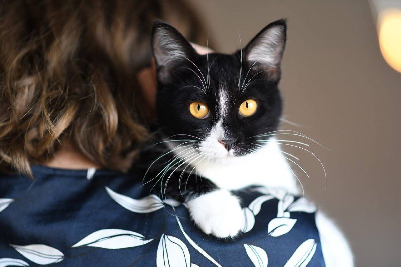 Котенок Малифисента 7 мес стерилизована вакцинирована 2