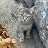 Котенок 2