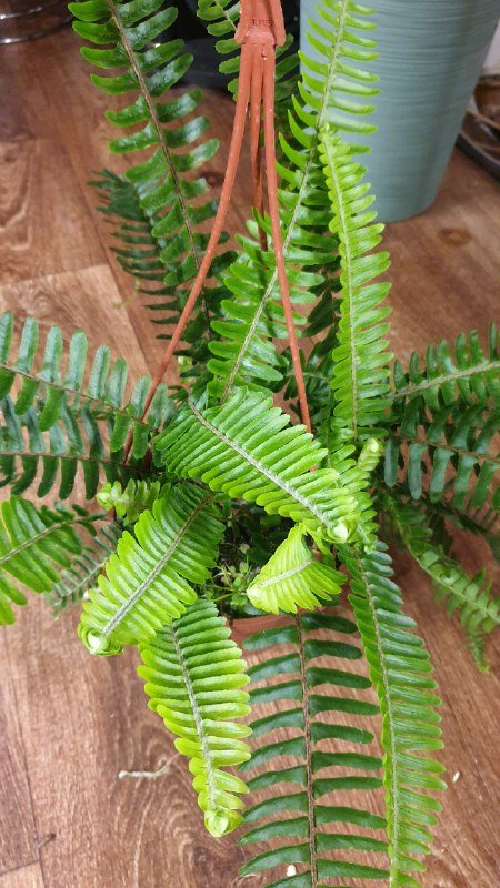 Папоротник 2