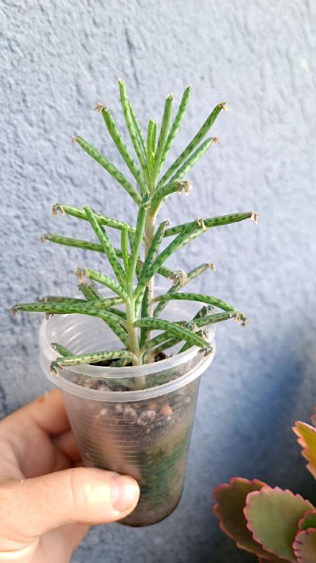 Крассула Голлум, Граптоседум, Каланхоэ и другие растения 3