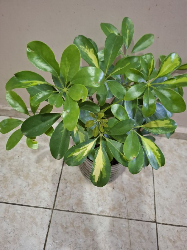 Фикус крупнолистный, переромия, оттона, шеффлера, традесканция, сингониумы 9