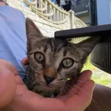 Котенок Маруся 4