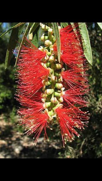 Каллистемон саженцы 2