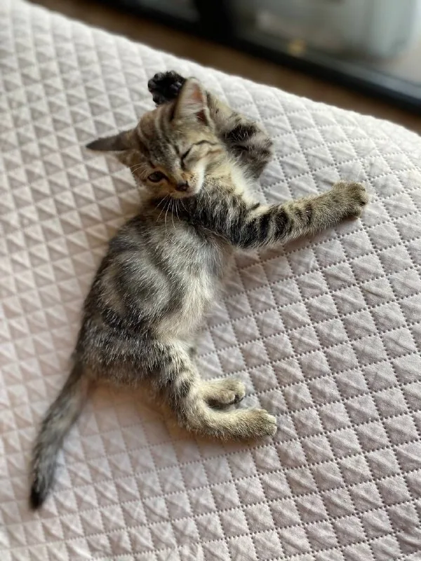 Kitten to a good home 1