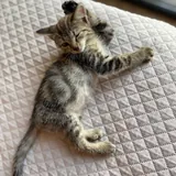 Kitten to a good home 1