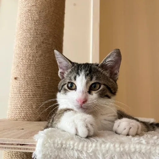 Котёнок Тео
