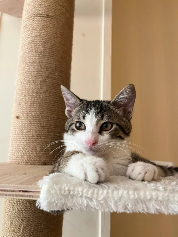 Котёнок Тео 1