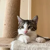 Котёнок Тео 1