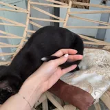 Котенок 4